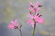����: The pink flowers of Ragged Robin (Silene flos-cuculi) � Matauw #33151179