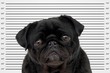 Mug Shot