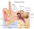 Ear anatomy, eps8
