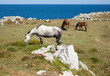 Horse grazing
