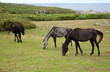 Herd of horses grazing