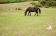 Herd of horses grazing