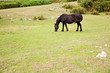 Horse grazing