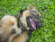 dog lying on the grass