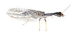 ����: Snakefly isolated on white background � Henrik Larsson #33157943
