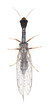 ����: Snakefly isolated on white background � Henrik Larsson #33157944