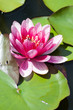 Nénuphar et libellule Nénuphar et libellule