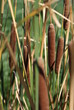 Cattails