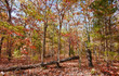 colourful leaves in autumn or fall colourful leaves in autumn or fall