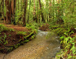 Lush Redwood Forest and Stream, California