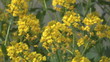 Yellow bittercress in the field on a sunny day.
