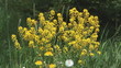 Yellow bittercress in the field on a sunny day.
