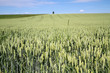 Weizenfeld in Bayern
