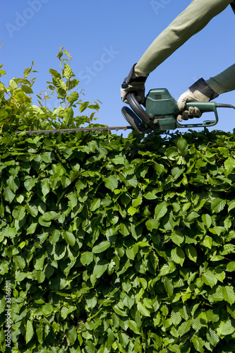 Foto: Hecke Schneiden Hecke Schneiden