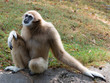 lar gibbon