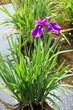 花菖蒲・アルフェロフ (北綾瀬・しょうぶ沼公園)