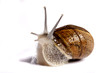 snail on white