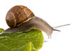 snail on white snail on white
