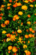 Foto: Ringelblumen Ringelblumen
