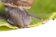 snail on white snail on white
