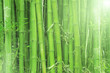 light bamboo light bamboo