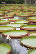nénuphars géants, victoria amazonica nénuphars géants, victoria amazonica