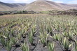 Aloe Vera Plantation Aloe Vera Plantation