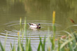 canard colvert nageant sur étang canard colvert nageant sur étang