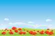 Background of the english poppies field against the blue sky