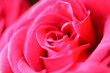 red rose