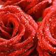 red rose
