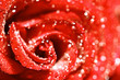 red rose