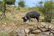cochon ou porc corse