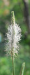 flower plantain in blossom flower plantain in blossom