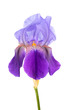 Purple iris