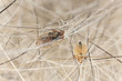 Dog louse, extreme close up
