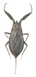 Water scorpion isolated on white background