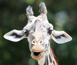 Photo: Giraffe Portrait Giraffe Portrait