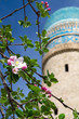 Fruit Tree's blossoms on the background of Minaret in Bukhara