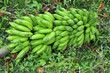 The bunch of green caribbean bananas The bunch of green caribbean bananas
