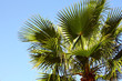 Foto: Top of palm Top of palm