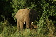 ELEFANTE
