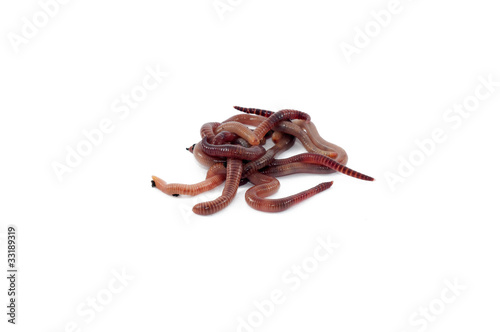 Photo: Worms Worms
