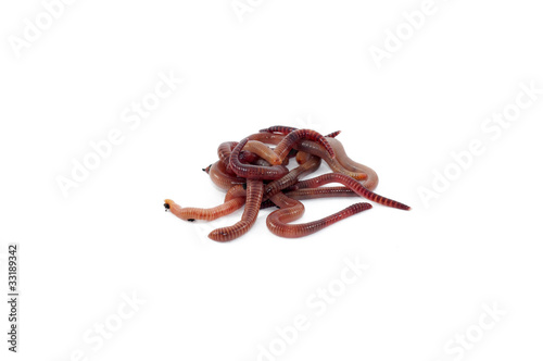 Photo: Worms Worms