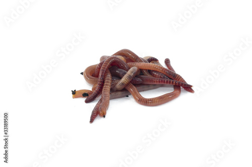Photo: Worms Worms