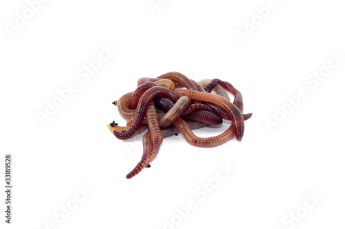 Photo: Worms Worms