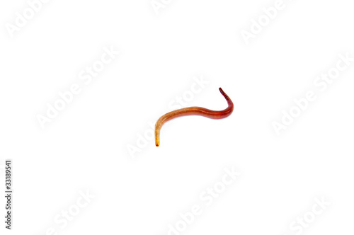 Photo: Worms Worms