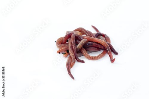 Photo: Worms Worms