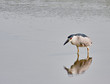 Black-crowned Night Heron (Nycticorax nycticorax)