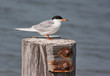Forster's Tern Bird (Sterna forsteri )